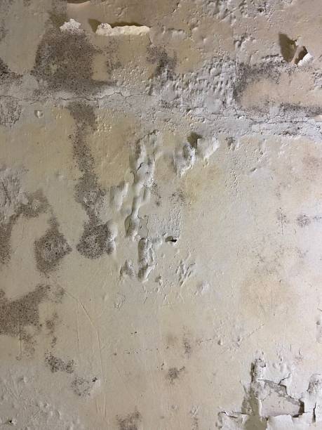 Best Commercial Mold Remediation in Atwater, CA